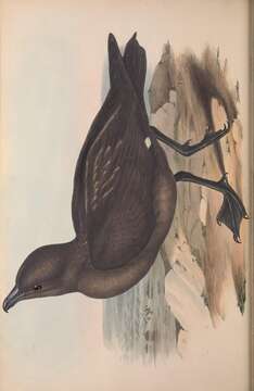Stercorarius antarcticus (Lesson & R 1831) resmi