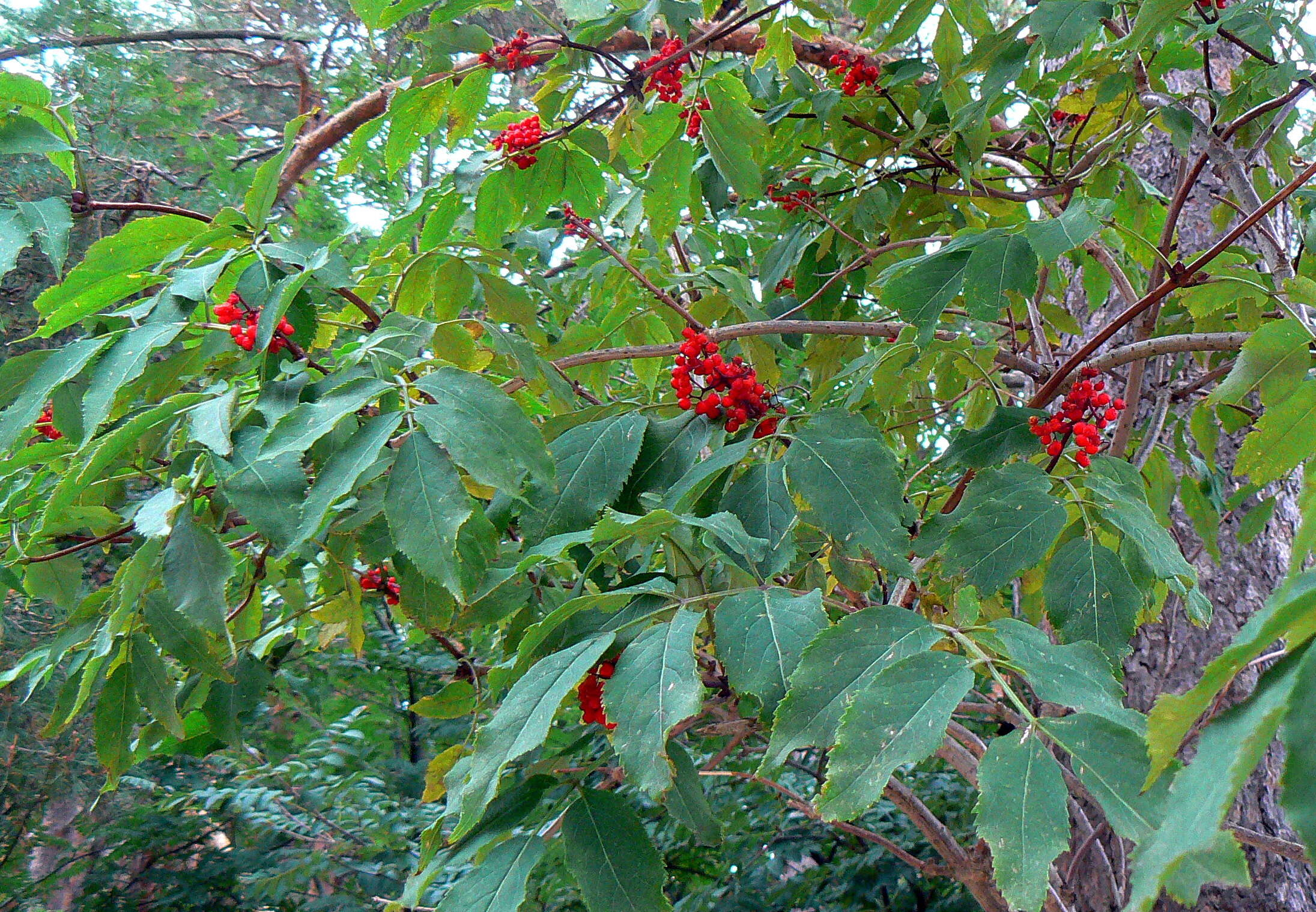 Imagem de Sambucus