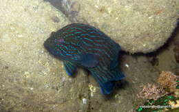 Image of Blue-lined Rock Cod