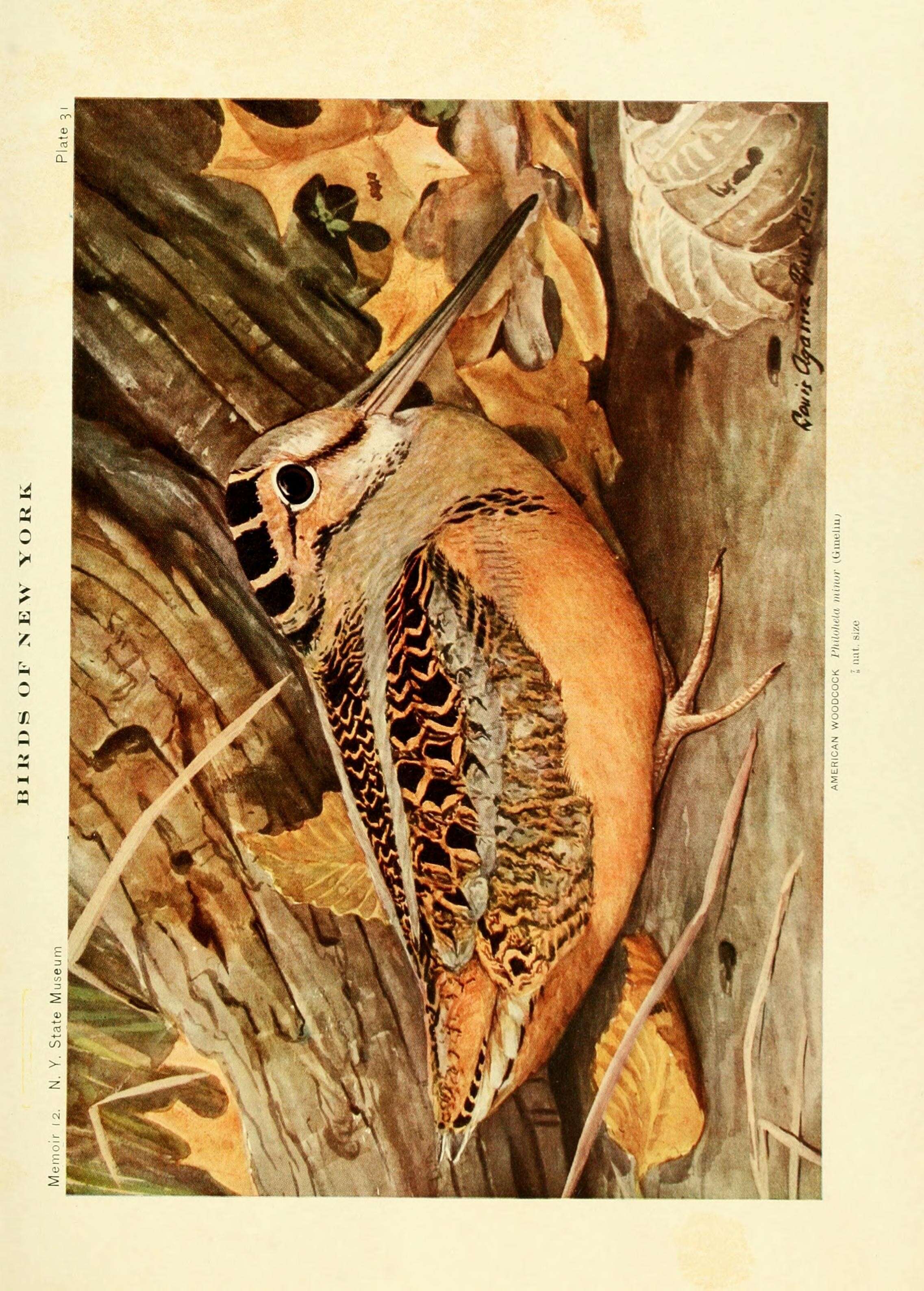 Image of Woodcock