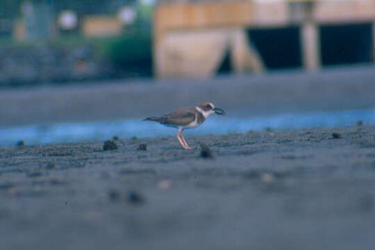 Charadrius Linnaeus 1758 resmi