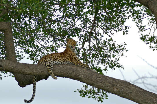 Image of Leopard