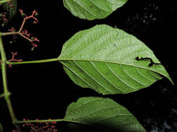 Image of Cissus biformifolia Standl.