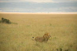 Image of Masai lion
