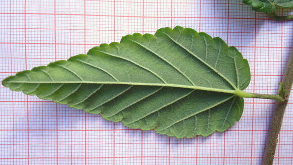 Image of Melochia betonicifolia A. St.-Hil.