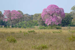 Image of Handroanthus