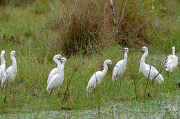 Image of Egretta Forster & T 1817