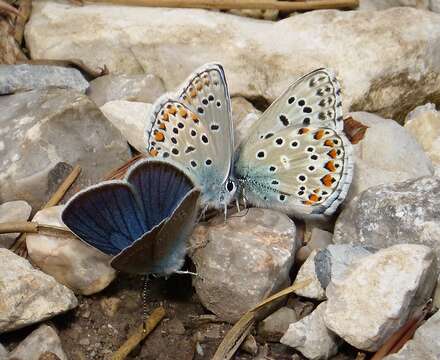 Image of Polyommatus bellargus (Rottemburg 1775)