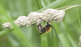 Image of Long-horned Bees