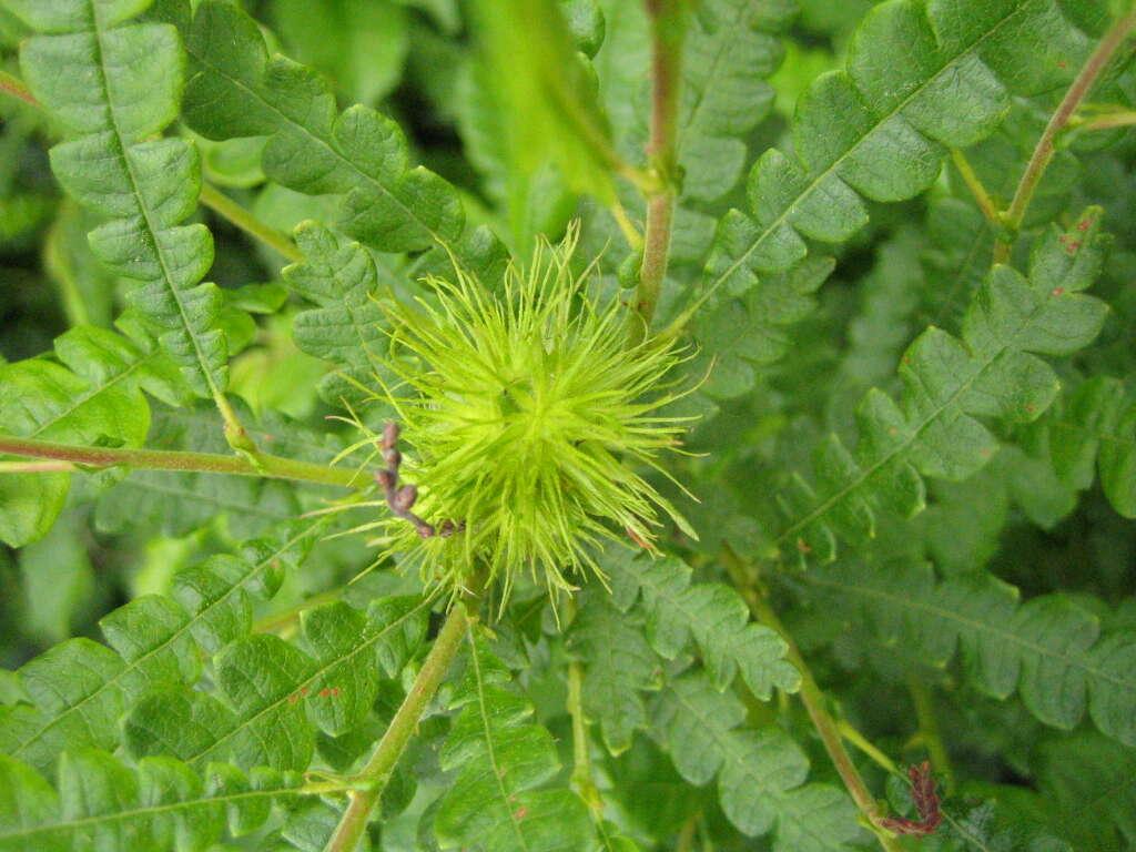 Image of sweet fern