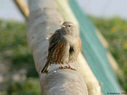 Image of accentors