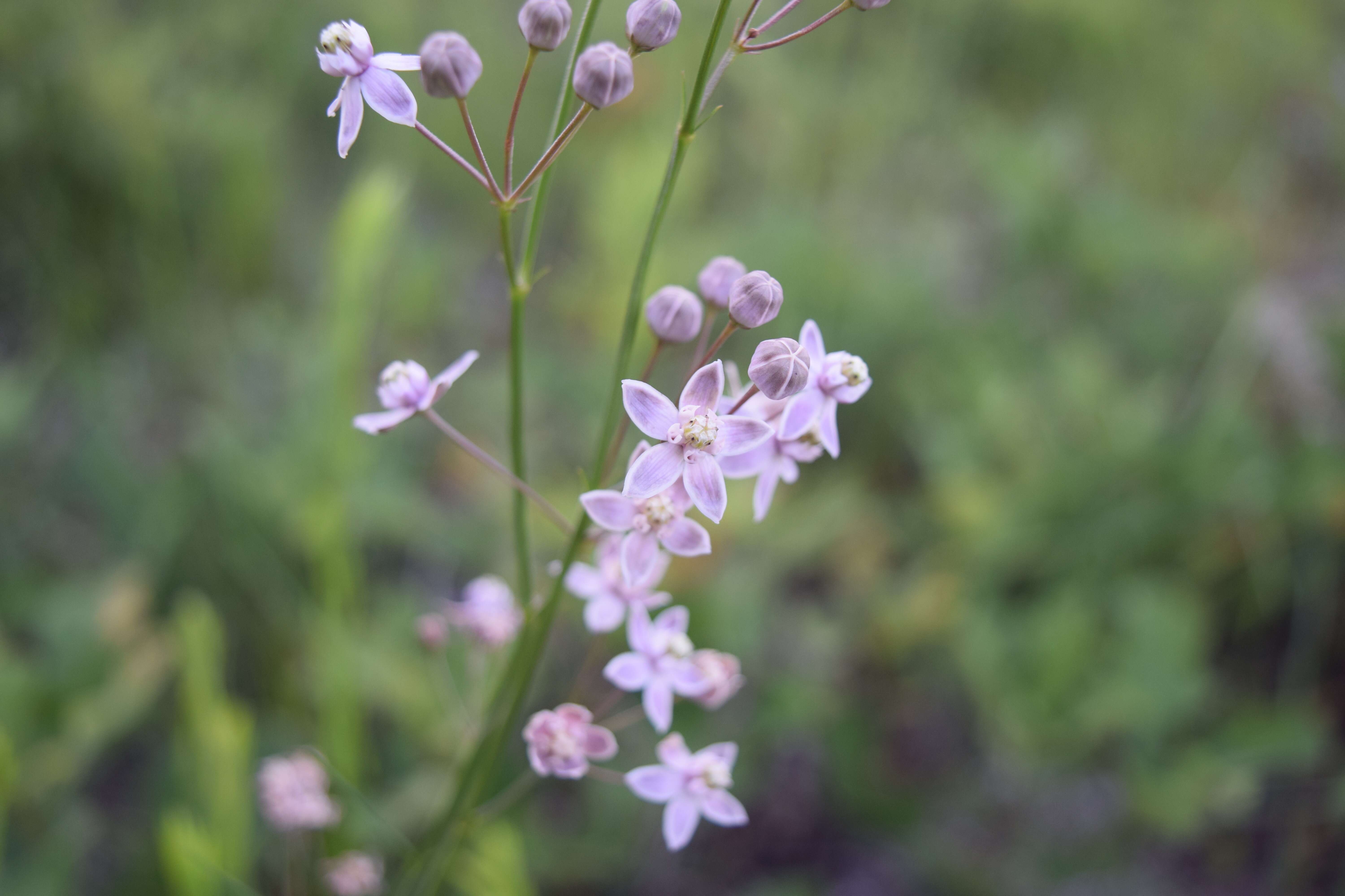 Image of Carolina milkweed