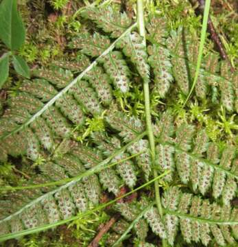 Image of intermediate woodfern