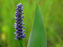 Image of pickerelweed