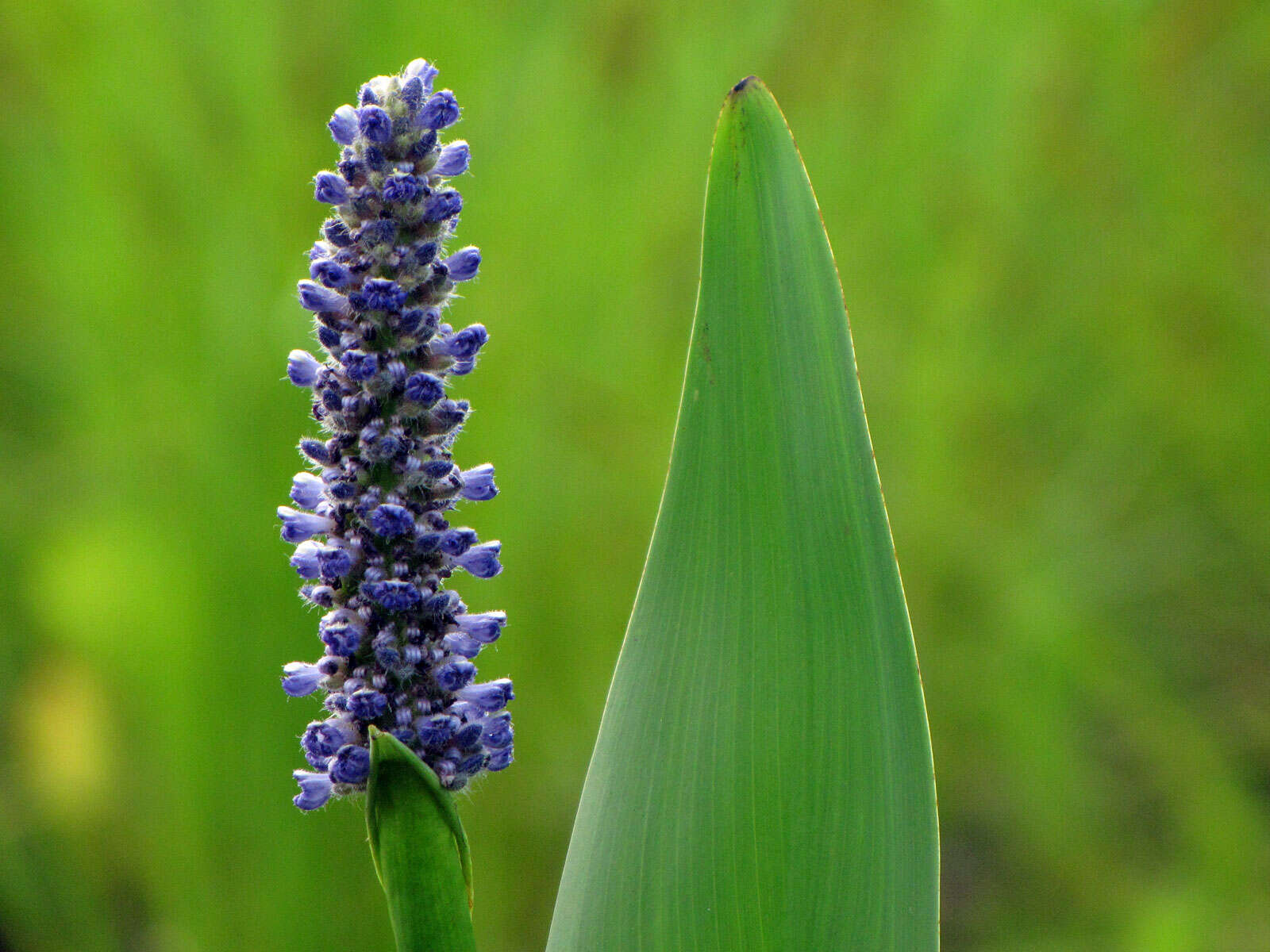 Image of pickerelweed