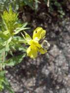 Imagem de Oenothera perennis L.