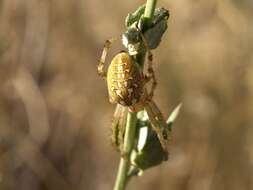 Image of Spotted Orbweavers