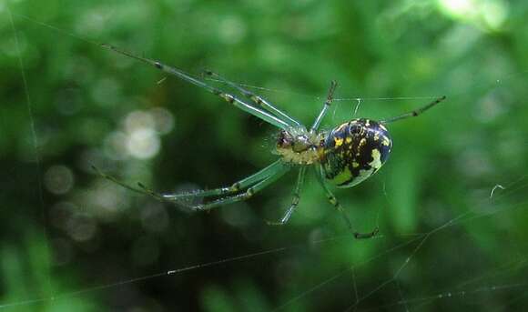 Image of Leucauge