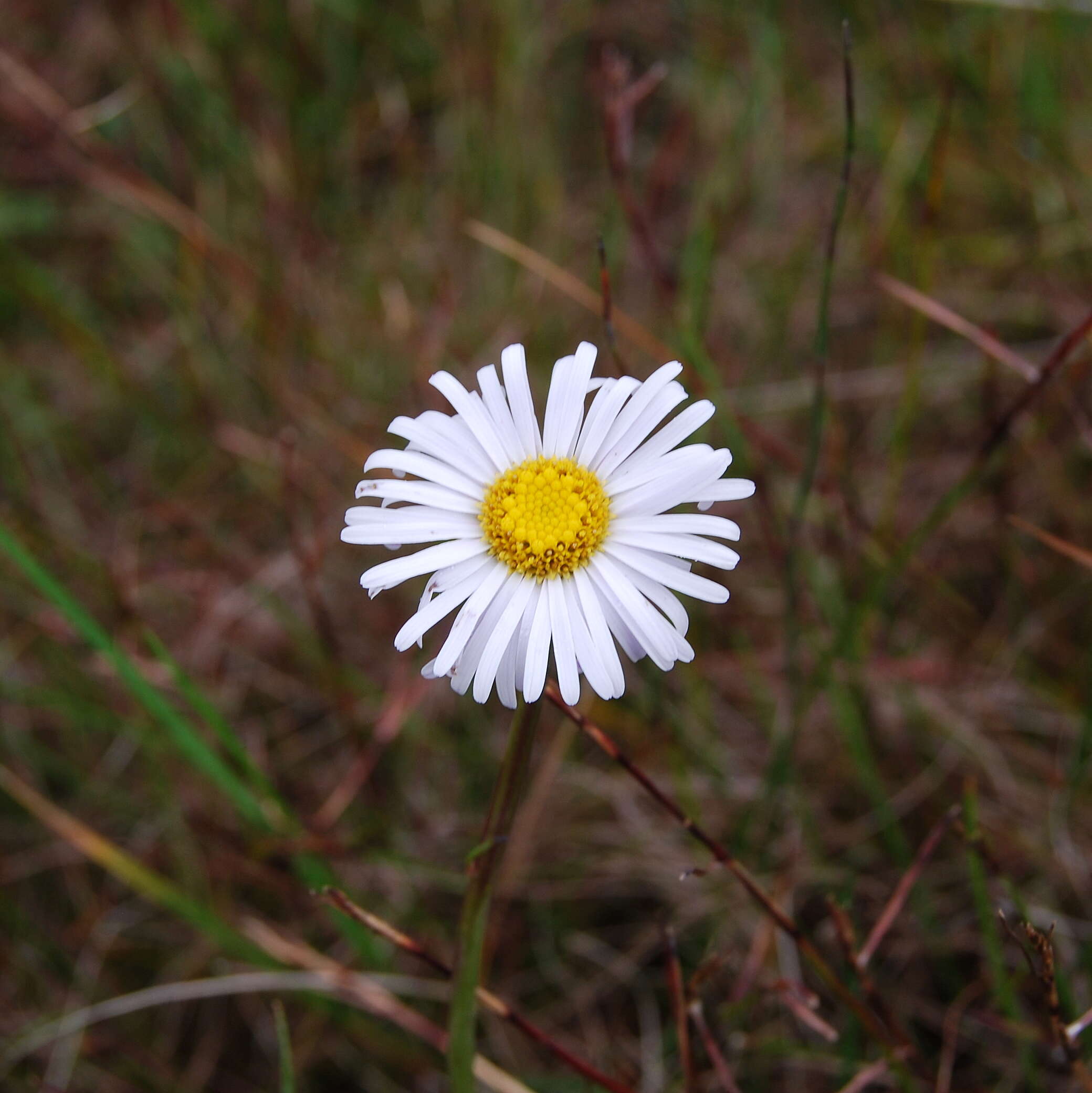 Plancia ëd Allittia cardiocarpa (Benth.) P. S. Short