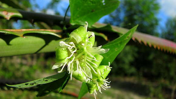 Image of Passiflora misera Kunth