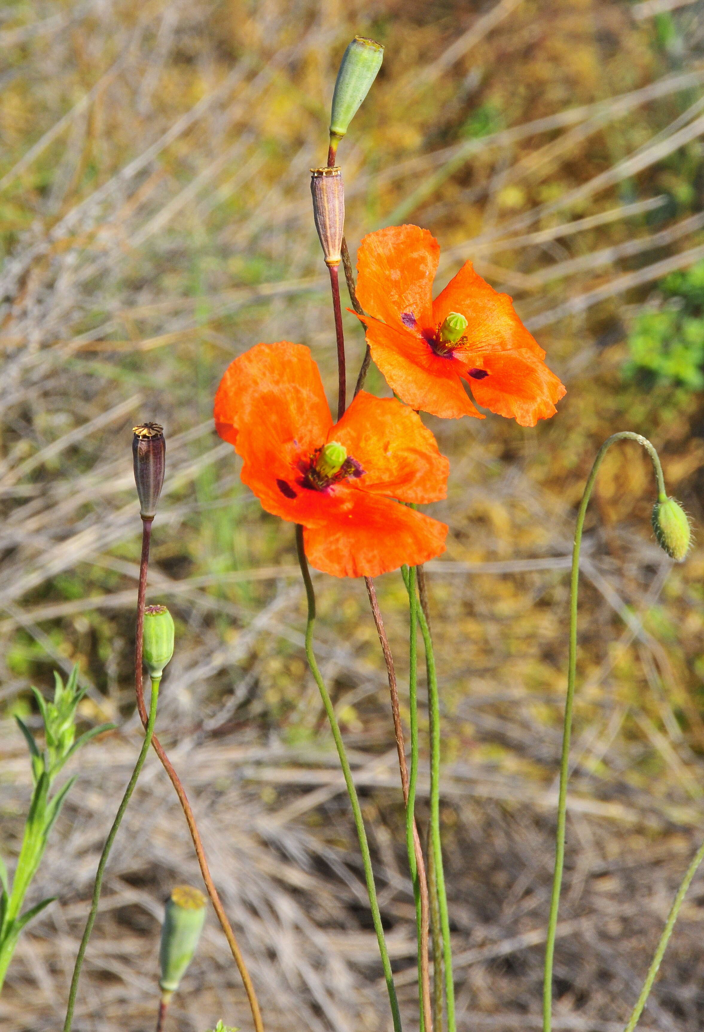 Image of Long-headed Poppy