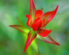 Image of Indian paintbrush