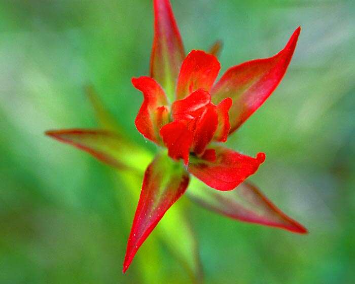 Image of Indian paintbrush