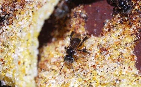 Image of stingless bee