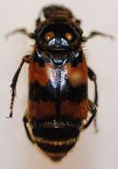 Nicrophorus (Nicrophorus) vespillo (Linnaeus 1758) resmi