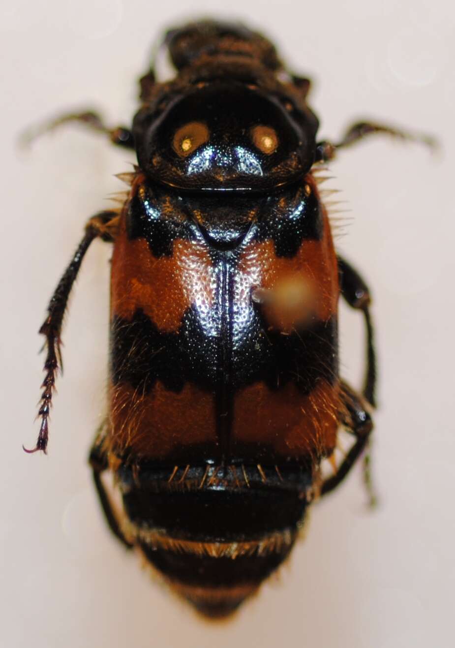 Nicrophorus resmi