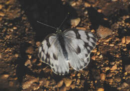 Image of Checkered Whites