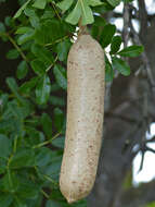 Image of sausage tree