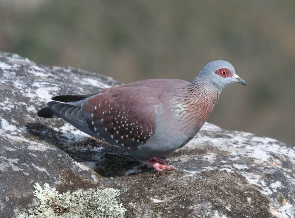 Image of Speckled Pigeon