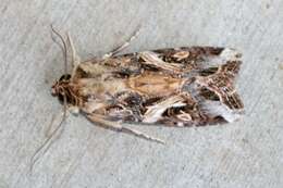 Image of Armyworms