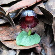 Image of Stately helmet orchid