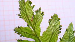 Image of bristle fern