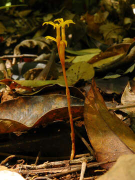 Image de Voyria kupperi (Suessenguth) P. Ruyters & P. J. M. Maas