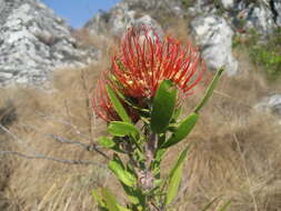 Imagem de Leucospermum saxosum S Moore