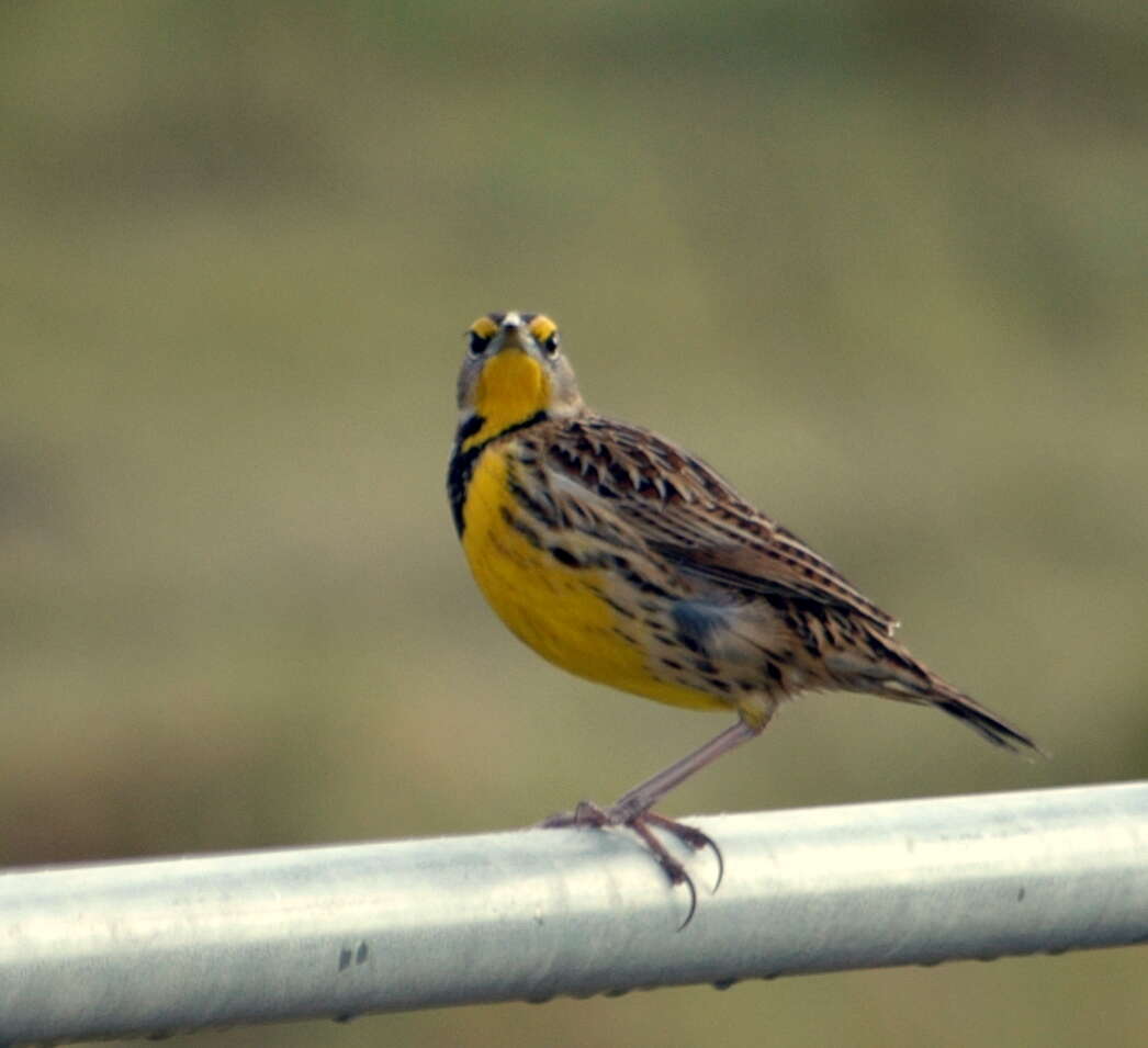 Sturnella magna (Linnaeus 1758) resmi