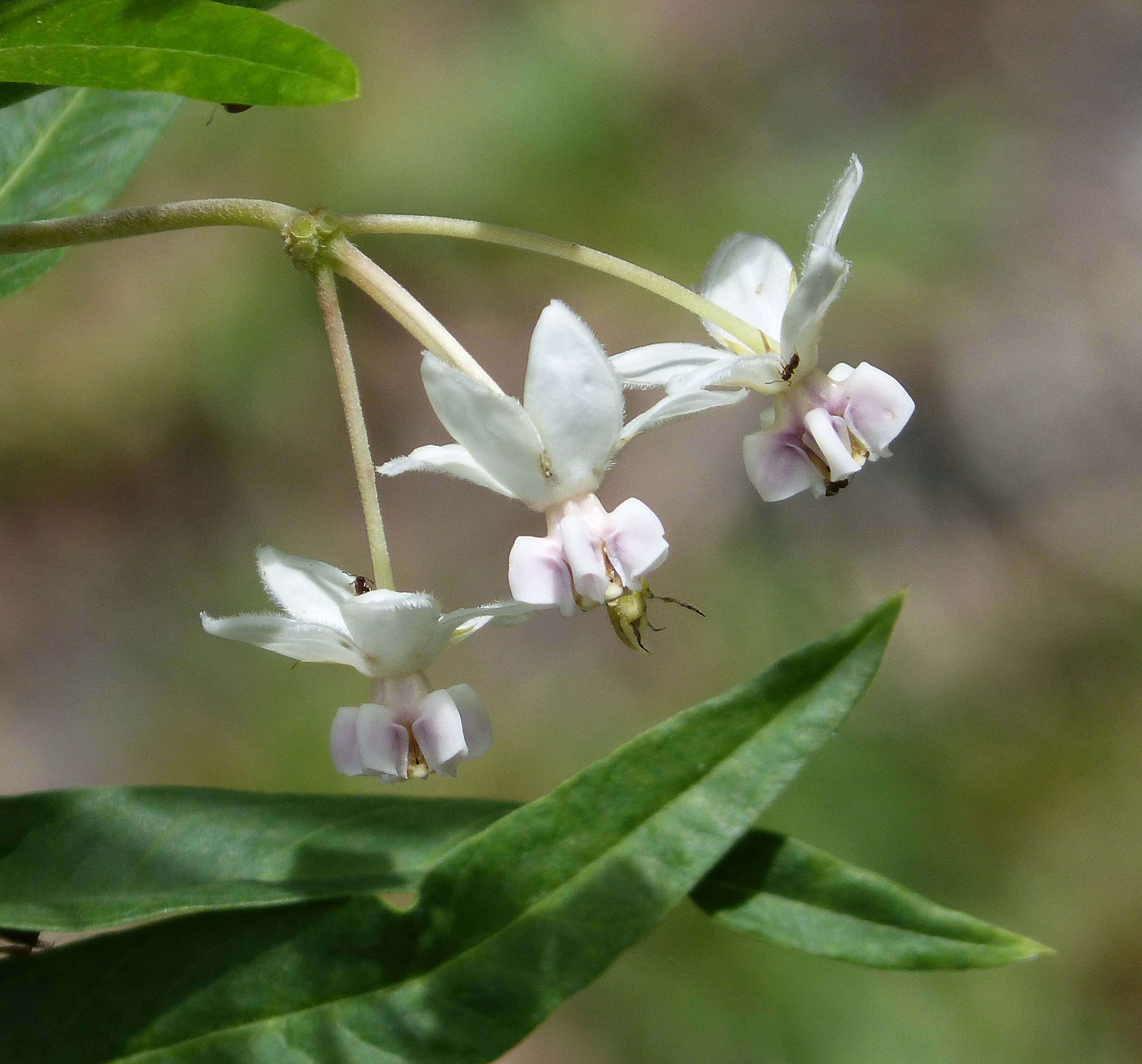 Image of Balloon milkweed