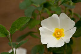 Image of Rockrose