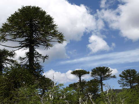 Слика од Araucaria araucana (Molina) K. Koch