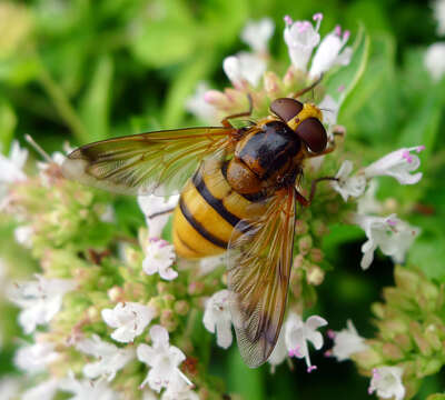 Image of lesser hornet hoverfly