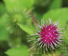 Plancia ëd Arctium lappa L.