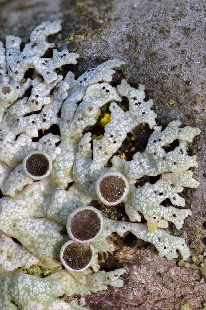 Image of rosette lichen