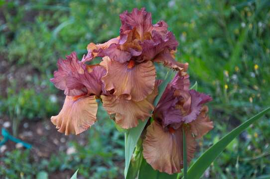 Image of Iridaceae