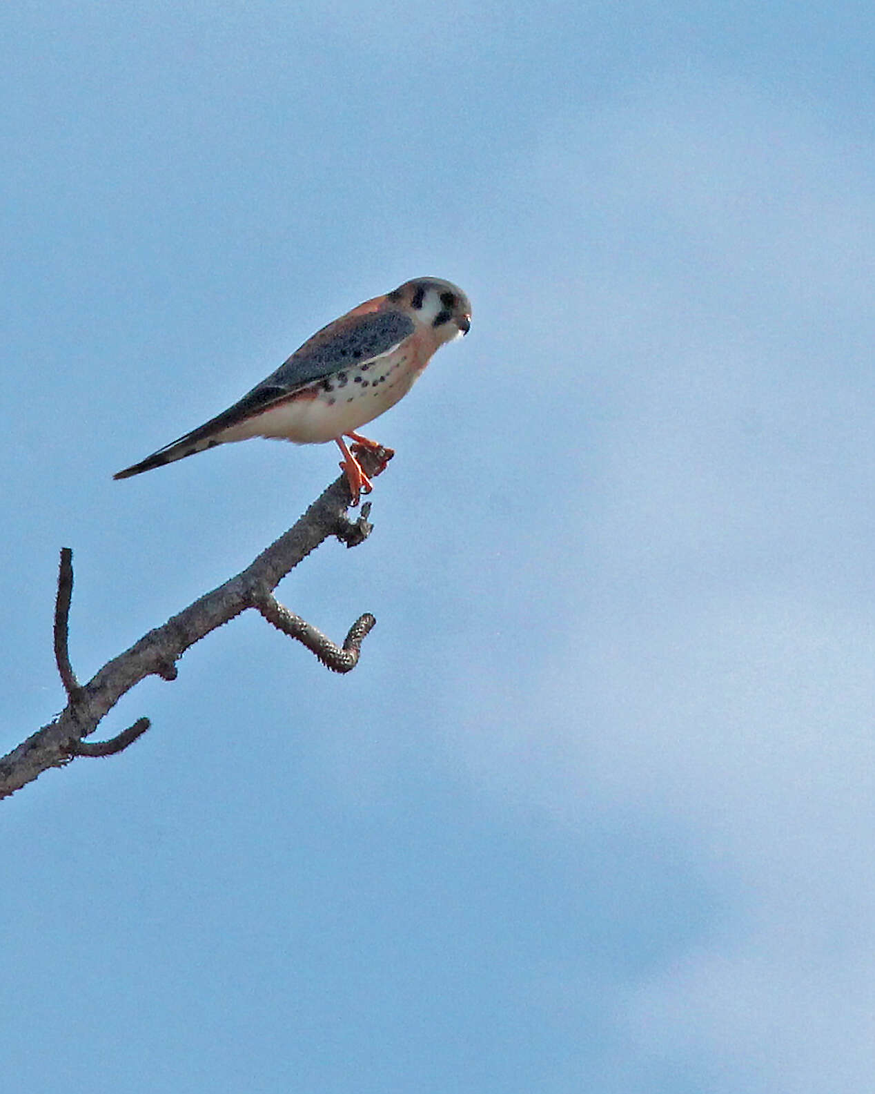 Image of American Kestrel