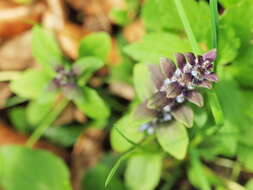 Image of Bugleweed