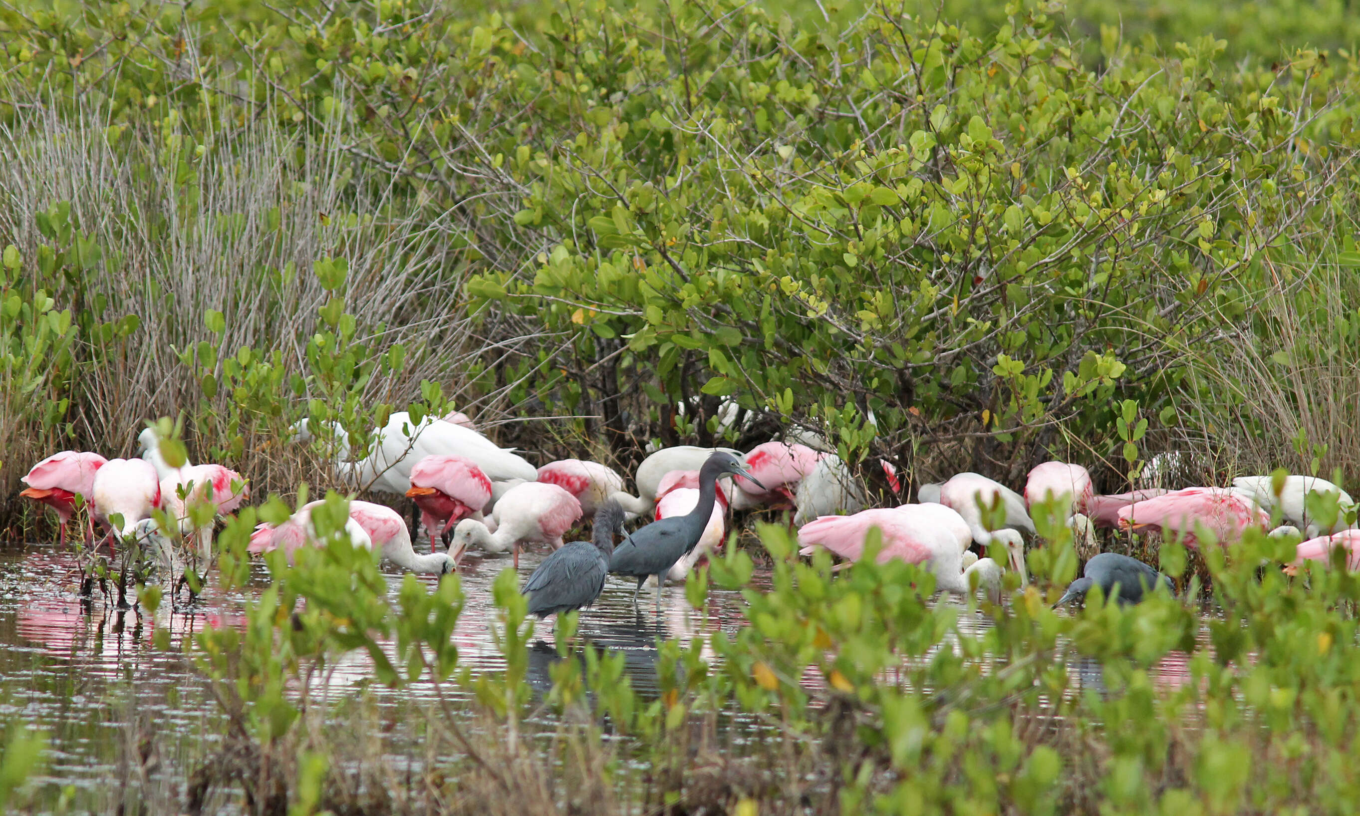 Image of Roseate Spoonbill