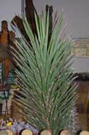 Image of yucca